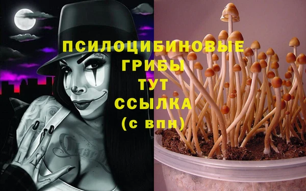 сатива Абинск